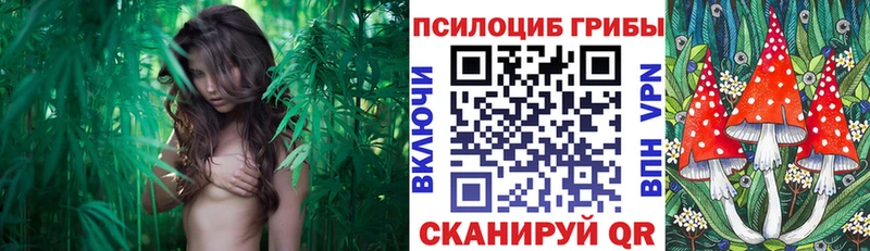 где найти наркотики  Вышний Волочёк  Псилоцибиновые грибы мицелий 